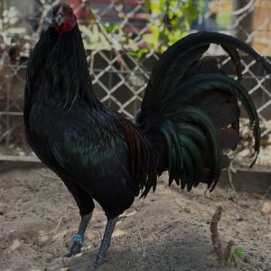 Black McRea