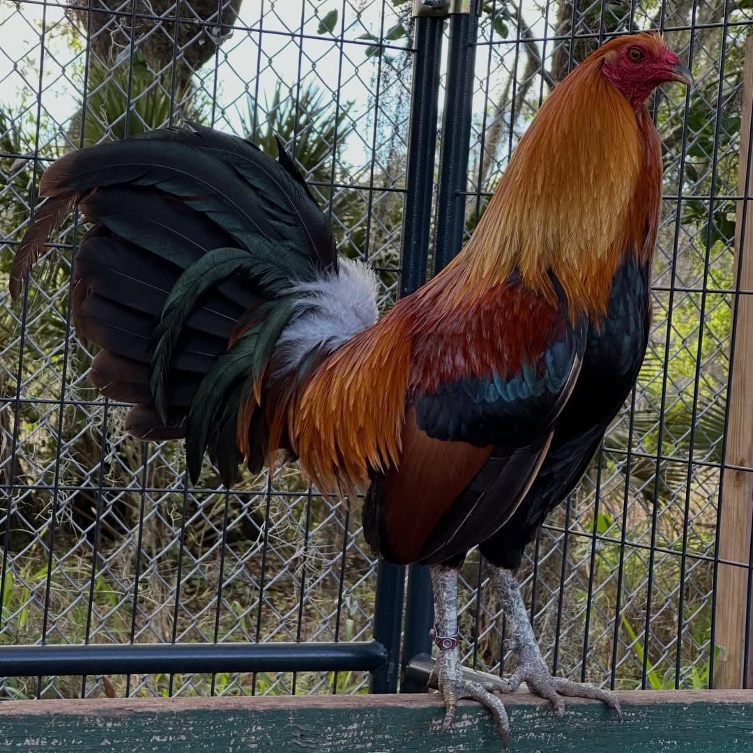 McLean Hatch