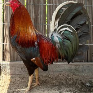 Gilmore hatch brood cock