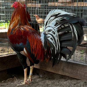5K Sweater Brood cock
