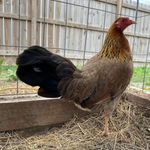 Sweater Pullet