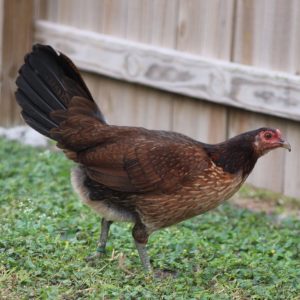 Penny hatch Pullet