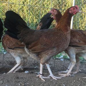 Lynwood Pullets
