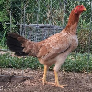 Asil Pullet