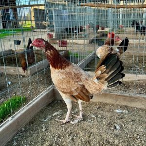 White kelso brood hen