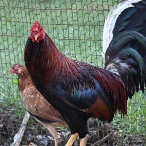 Albany pair