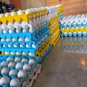 Hatching eggs dozen