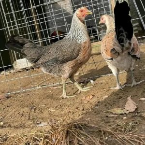 Pure clement grey pullets