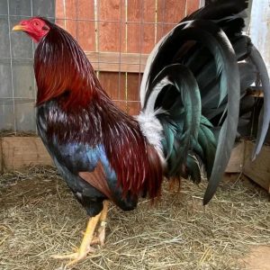 Claret broodcock